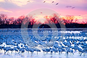 Sandhill Cranes on the Platte River at Sunset